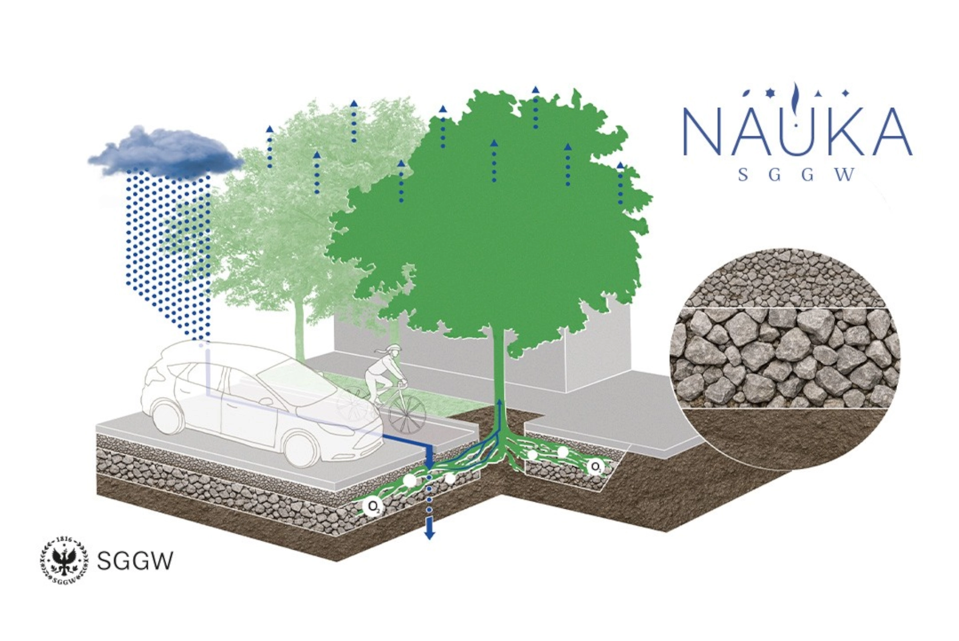 Project GINA news cover – Project Partners in Action - What can we learn from science? - trees wellbeing, longevity with BlueGreenWay